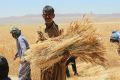 خبر جدید وزیر جهادکشاورزی درباره برنج و گندم/ جزییات