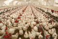 ماجرای جنجالی مرغ های 90 روزه/ مرغ های چاق آنتی بیوتیکی هستند؟