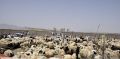 دام زنده باز هم گران شد/ آخرین قیمت گوشت گوسفندی چند؟