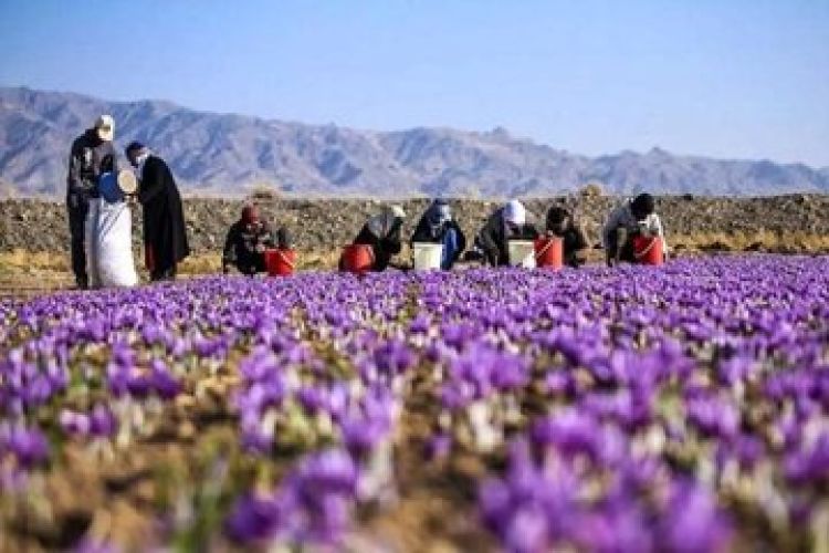رنج قیمتی زعفران مشخص شد؛از 80 تا 150 میلیون تومان