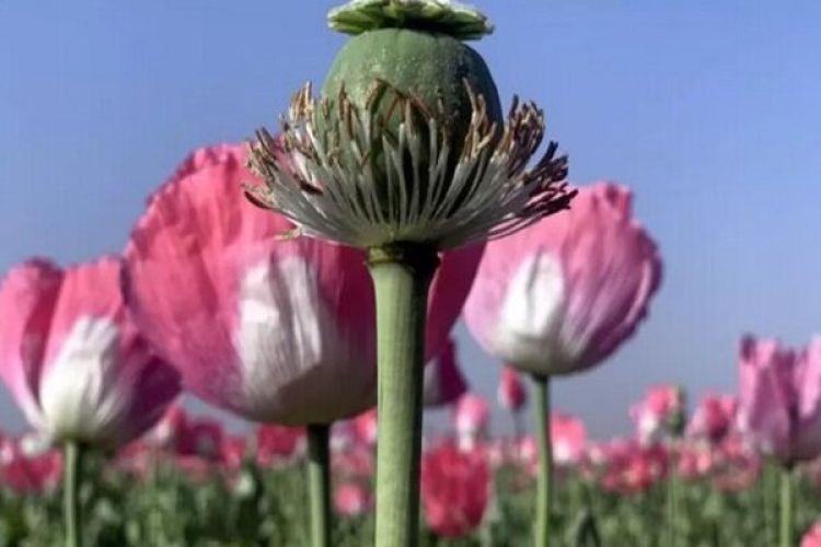 آغاز کشت کنترلشده شقایق الیفرا؛ جزئیات طرح جدید آغاز کشت کنترلشده شقایق الیفرا؛ جزئیات طرح جدید