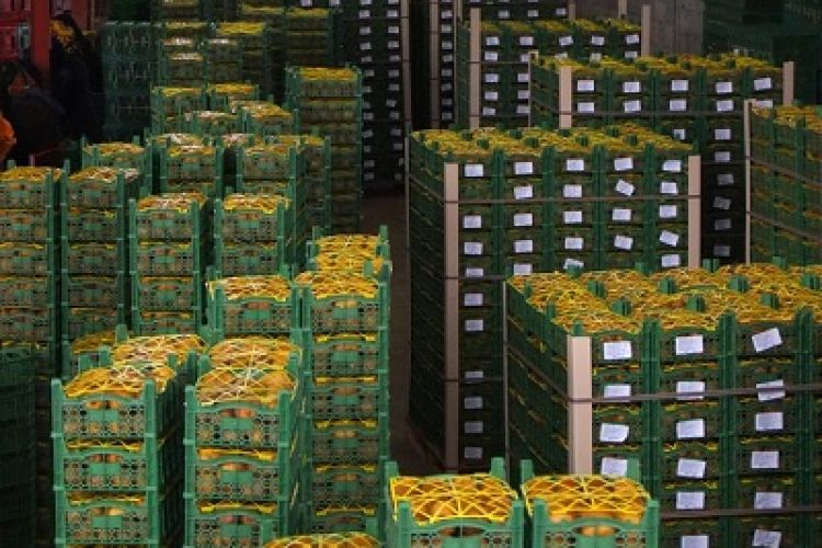 صادرات روزانه 100 تن میوه و تره‌بار به قطر