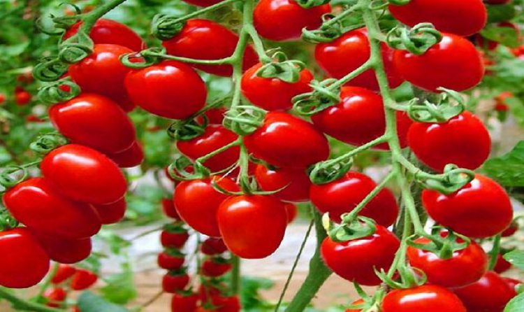  افزایش عوارض صادرات گوجه‌فرنگی از صفر به 6000 تومان