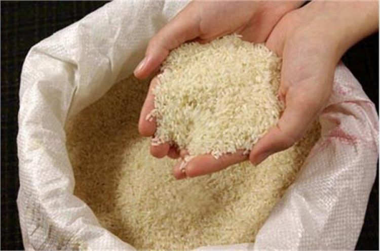  دستوری شدن قیمت برنج، تولیدکننده را متضرر می‌کند