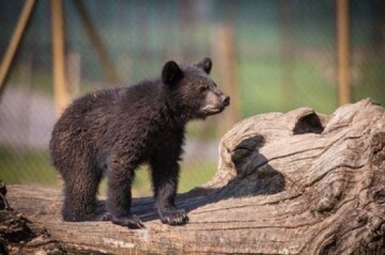 سرنوشت نامعلوم توله خرس؛ دوربین‌گذاری ناقص عامل این اتفاق است؟