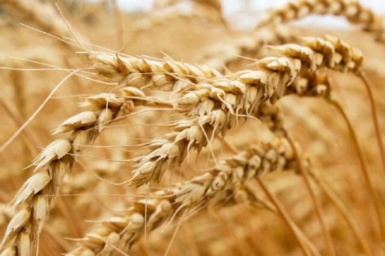 خرید تضمینی گندم از مرز 2 میلیون تن عبور کرد