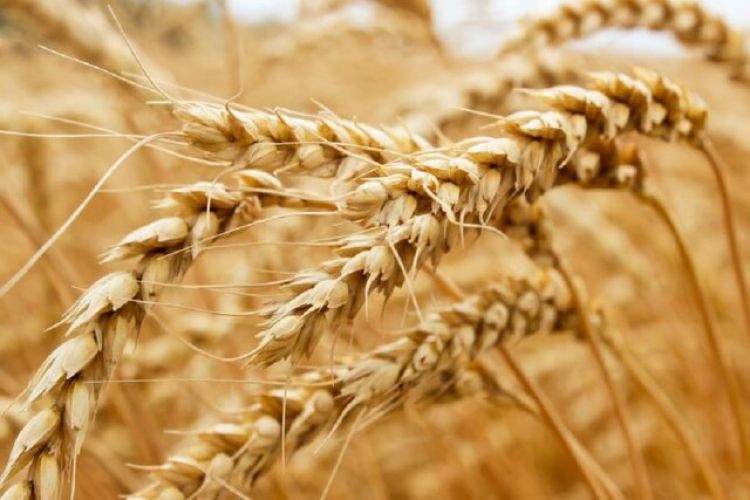 افزایش 15 درصدی خرید گندم/ تامین نیاز گندم تمام خبازی‌ها، صنف و صنعت کشور