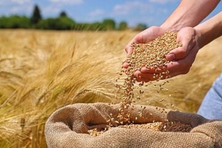 خبر مهم برای گندمکاران؛ خبر وزیر جهادکشاورزی درخصوص نرخ گندم