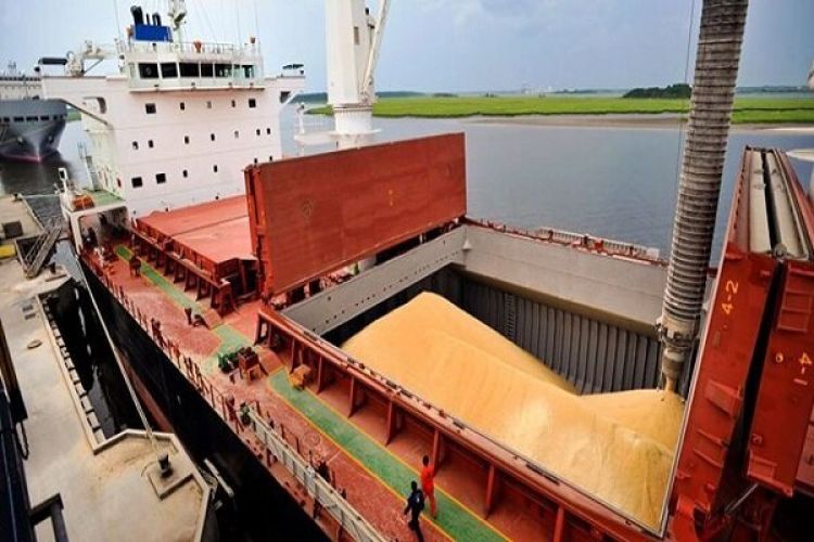 واردات 320 هزار تن گندم از بندر امام (ره) به کشور