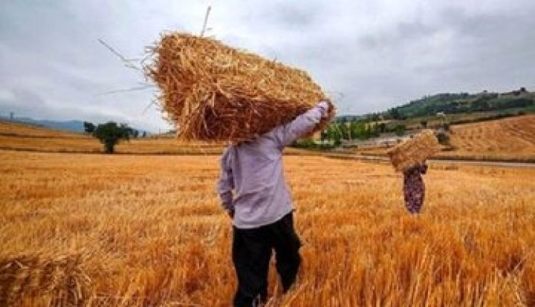 گندمکاران بخوانند: کف قیمت گندم تعیین شد