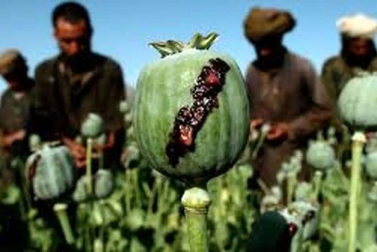 نیاز دارویی کشور؛ آیا کشت خشخاش راه‌حل است؟