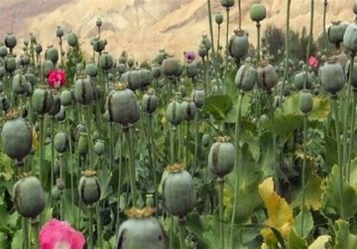 هشدار به شهروندا؛ کشت خشخاش جرم است هشدار به شهروندا؛ کشت خشخاش جرم است