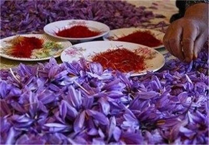 قیمت زعفران مشخص شد؛ طلای سرخ چند؟