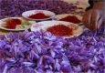 قیمت زعفران مشخص شد؛ طلای سرخ چند؟
