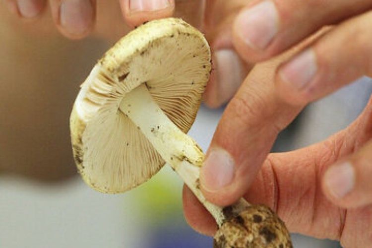 هشدار اورژانس؛ مراقب قارچ‌های سمی باشید