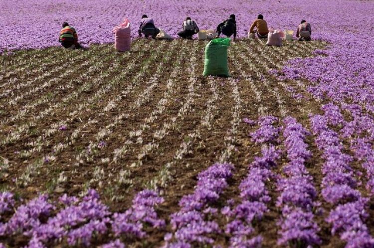 رقابت ایران و افغانستان در بازار زعفران بررسی شد