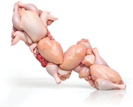 بحران نهاده‌ها؛ پرواز جدید قیمت مرغ در راه است؟