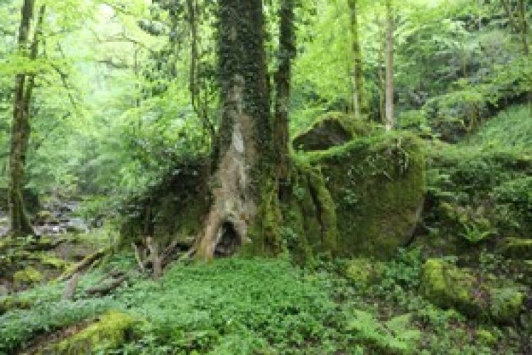 حیات وحش گلستان زیر سایه بحران آب