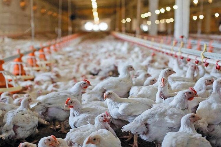 کالابرگ بازار مرغ و تخم‌مرغ را تحت تاثیر قرار داد