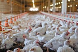 هشدار تولیدکنندگان مرغ؛ کمبود نهاده زنگ خطر را به صدا درآورد
