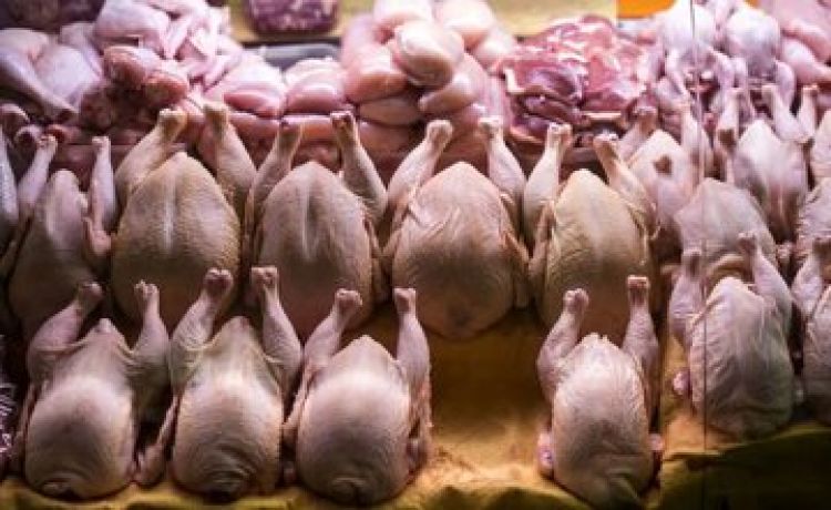 قیمت مرغ و تخم‌مرغ مشخص شد؛ گران نخرید