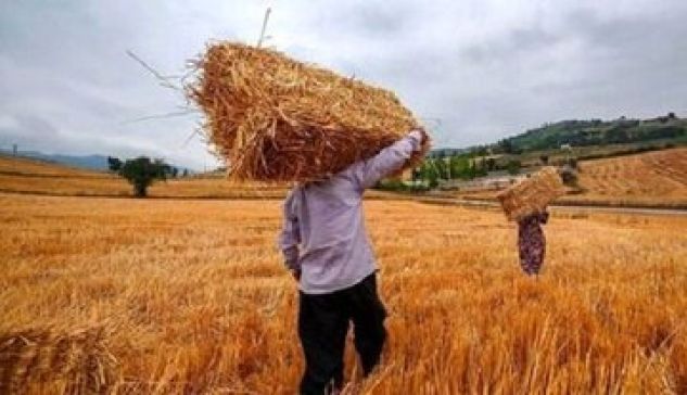 گندمکاران منتظر دریافت مطالبات؛ زمان پرداخت کامل مشخص شد