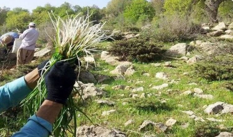 هشدار؛ برداشت گیاهان دارویی در تهران ممنوع است