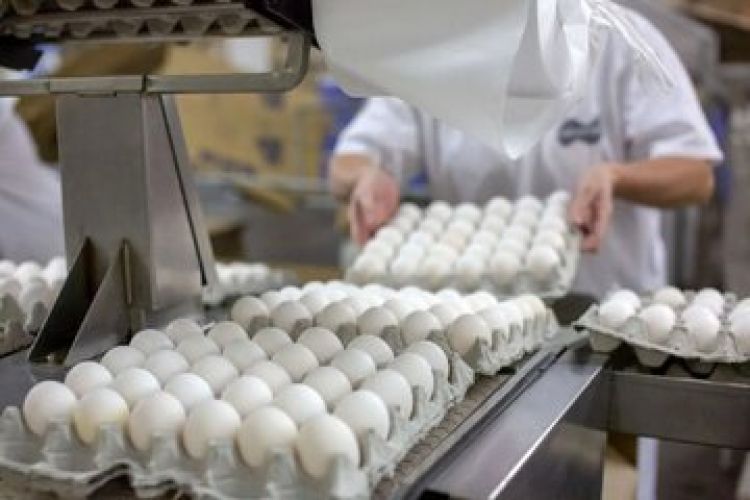 آخرین برآورد از قیمت واقعی تخممرغ؛ آیا قیمتها در نیمه دوم سال افزایش مییابد؟ آخرین برآورد از قیمت واقعی تخممرغ؛ آیا قیمتها در نیمه دوم سال افزایش مییابد؟