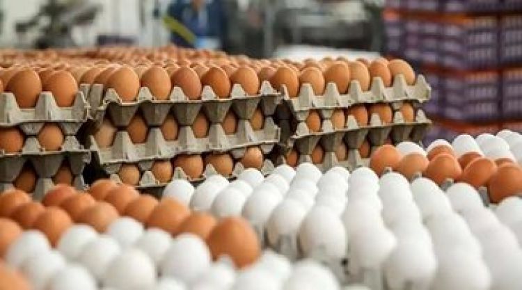 قیمت واقعی هر شانه تخممرغ چقدر است قیمت واقعی هر شانه تخممرغ چقدر است