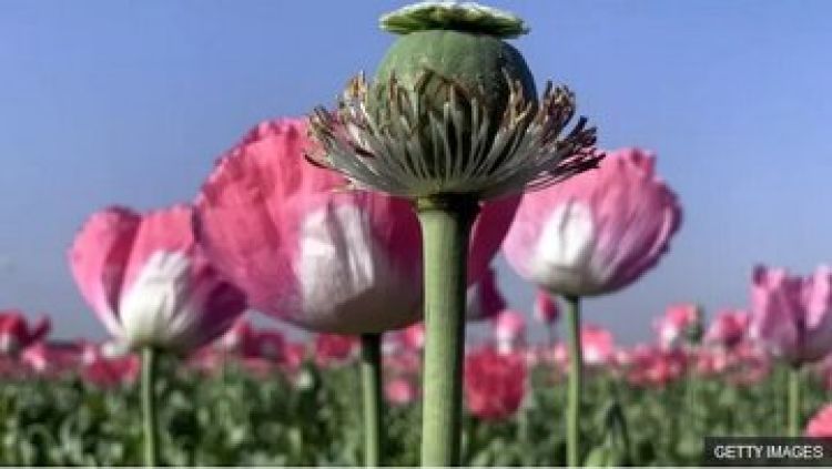 گام جدید دولت برای تولید مورفین در ایران گام جدید دولت برای تولید مورفین در ایران