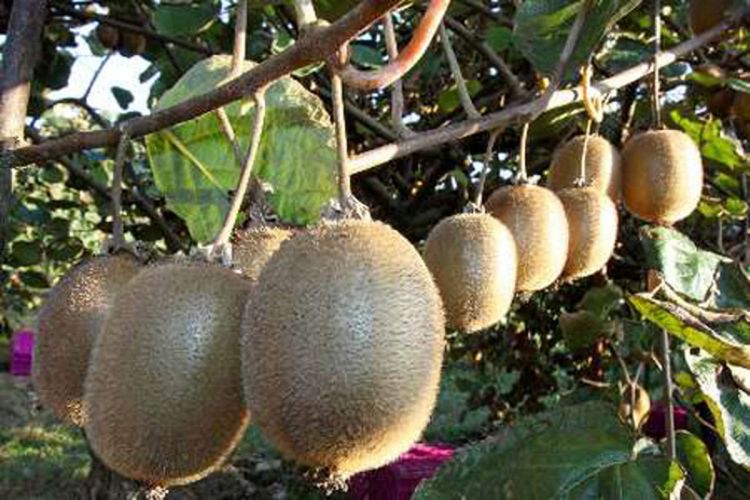  کیوی و مرکبات مازندران به برزیل و چین صادر می شود