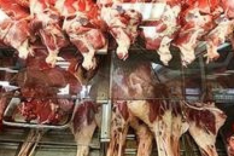 گوشت مورد نیاز بازار شب عید باید وارد شود 