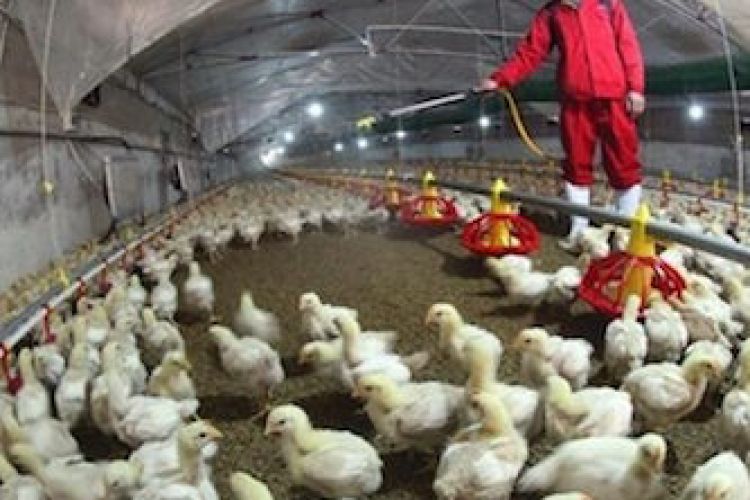 علت افزایش 2000 تومانی قیمت تخم‌مرغ