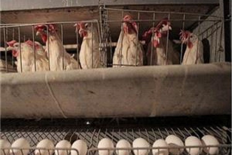  تورم 80 درصدی هزینه‌ تولید مرغ و تخم‌مرغ