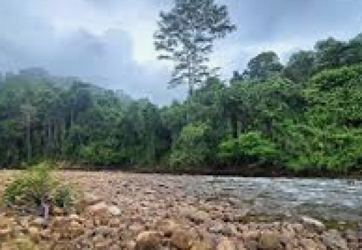 تغییر اقلیم؛ بلای خاموش جنگل‌ها