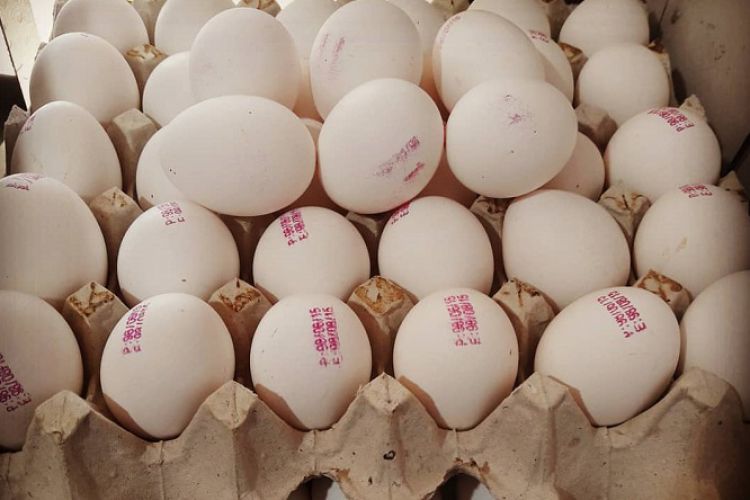  صادرات تخم مرغ متوقف شد