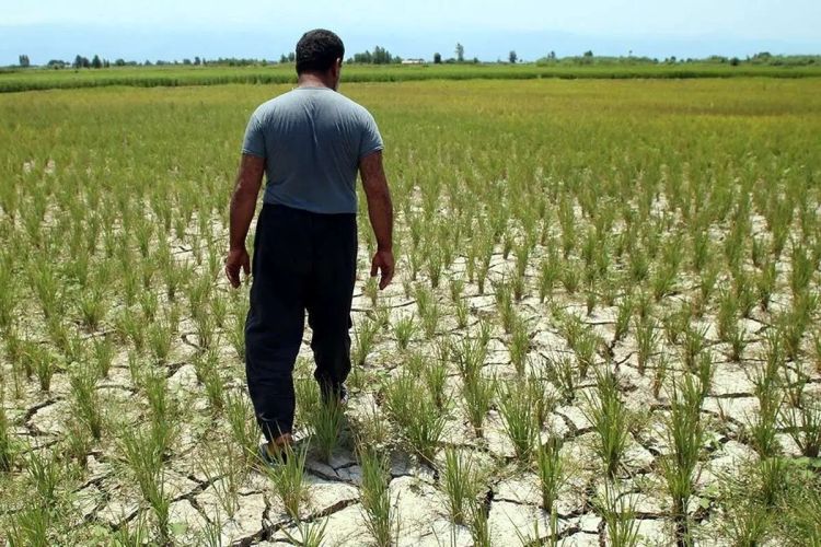 بحران آب؛کشت دوم برنج در روزگار کم‌آبی