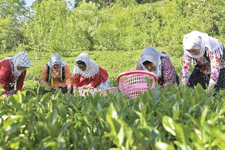  واردات 29 هزار تن چای به کشور