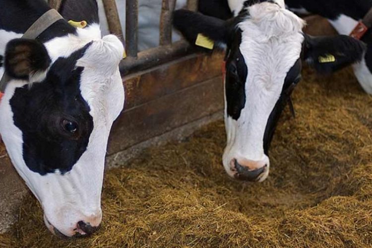 دامداران زیر فشار؛ دست رانتخواران واردات نهاده در جیب دامداران دامداران زیر فشار؛ دست رانتخواران واردات نهاده در جیب دامداران