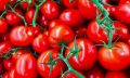جابه‌جایی فصلی علت افزایش قیمت گوجه فرنگی است