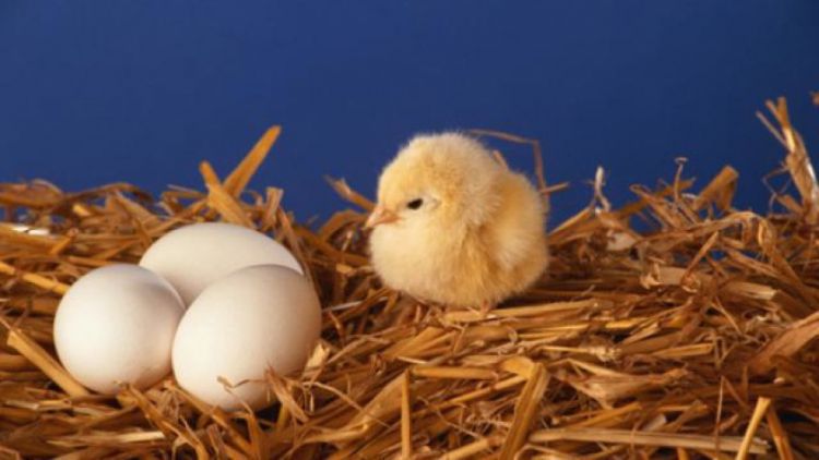 تولید جوجه یک‌روزه تخم گذار افزایش یافت/ احتمال اصلاح نرخ مصوب تخم مرغ قوت گرفت