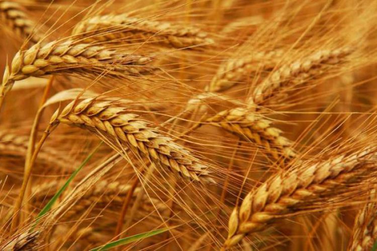 قیمت گندم هفته آینده اصلاح می‌شود/ پیشنهاد بنیاد ملی گندمکاران؛ هر کیلو 5500 تومان