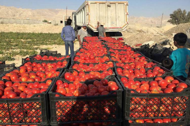  قیمت گوجه فرنگی به 4 هزار تومان کاهش یافت