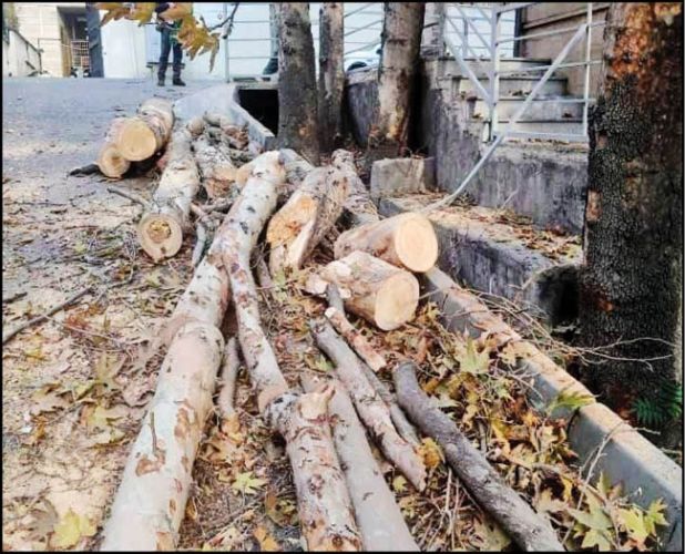 حواشی باغ فردوس؛ داستان کلیپ منتشر شده درباره درختان چیست؟ حواشی باغ فردوس؛ داستان کلیپ منتشر شده درباره درختان چیست؟