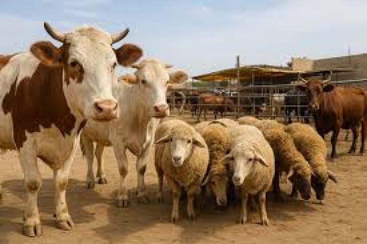  قیمت جدید دام زنده اعلام شد؛ جهش قیمت گوسفند و گاو