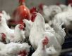  قیمت مرغ زنده با ارز نیمایی کیلویی 45 هزار تومان تمام می‌شود