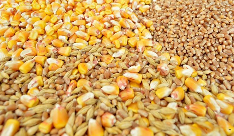  بحران نهاده‌های دامی زنگ هشداری برای سفره مردم؛ مجلس چه می‌‌گوید؟