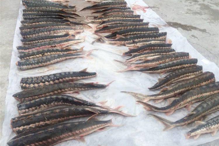  تمدید ممنوعیت صید تجاری ماهی خاویار