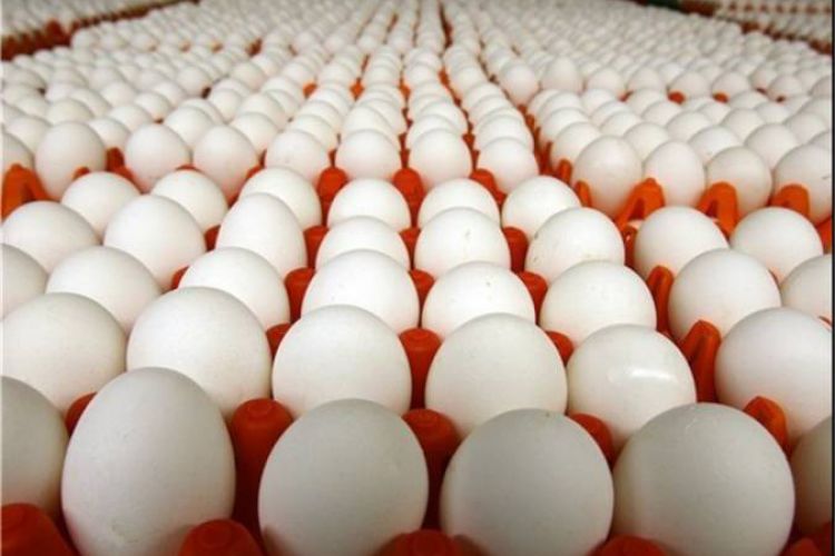  رئیس اتحادیه: قیمت تخم‌مرغ غیر منطقی است