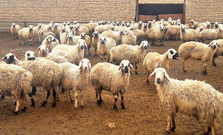 کاهش قیمت 20 هزار تومانی دام سبک/ هر کیلو دام سبک 300 هزار تومان